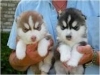 siberian husky puppies for sale